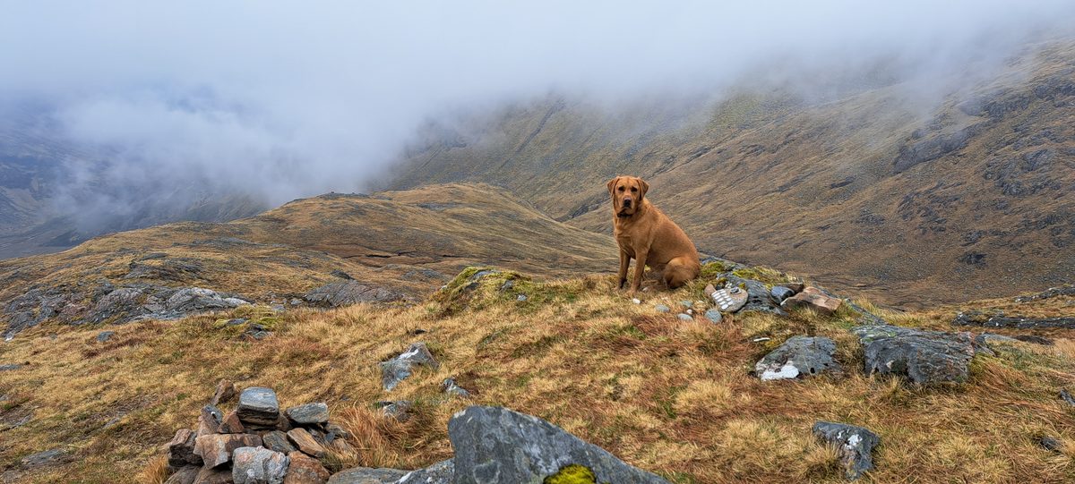 Ben the dog on a misty Highland summit