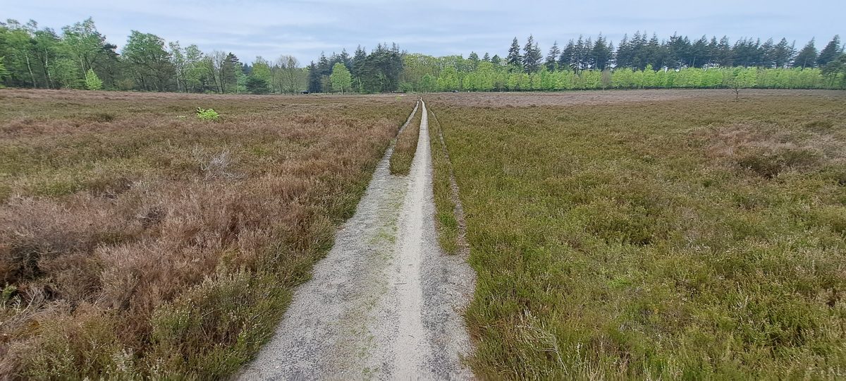 A dead-straight sandy track crossing open heath toward a line of trees on the Veluwe