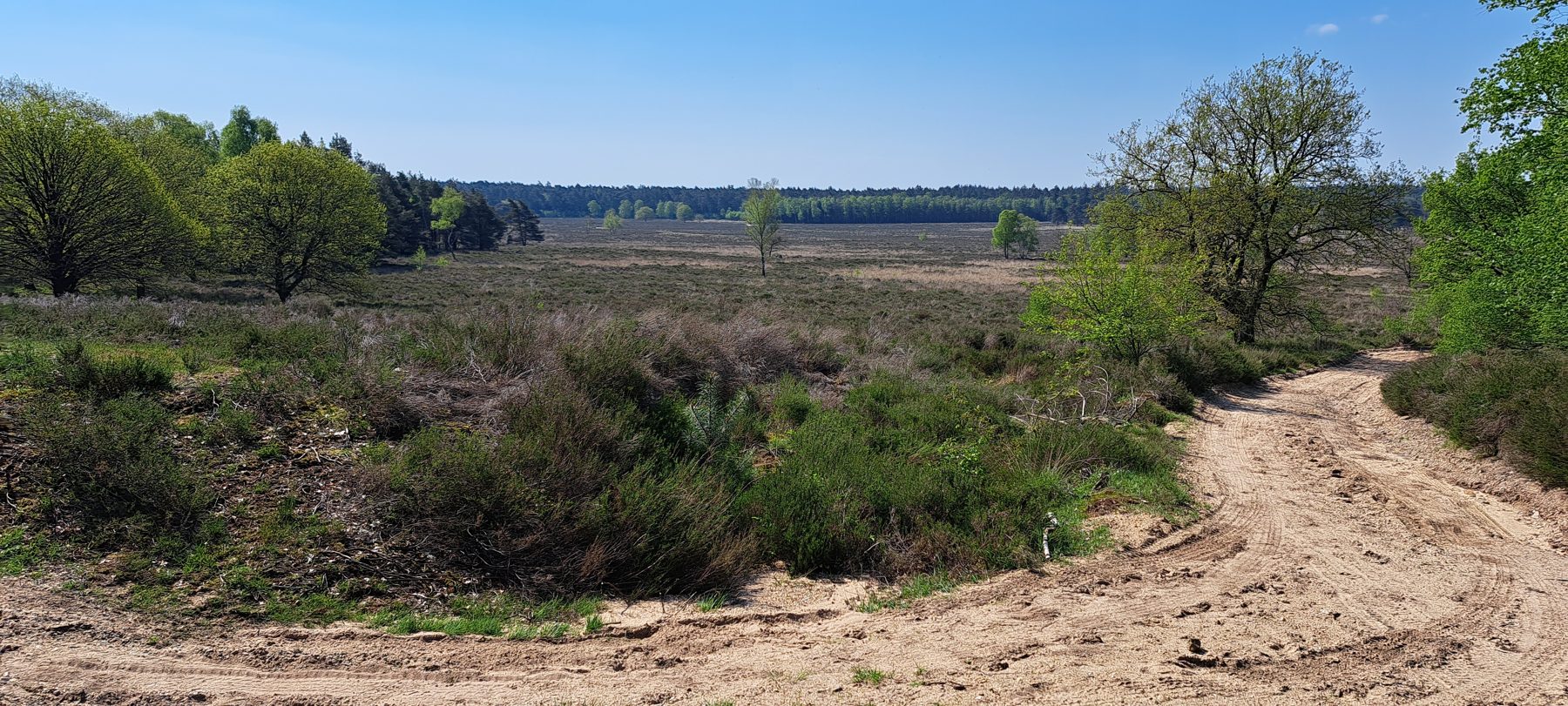 Rolling sand and heath plain on the Veluwe under a wide sky, scattered trees along a sandy path.