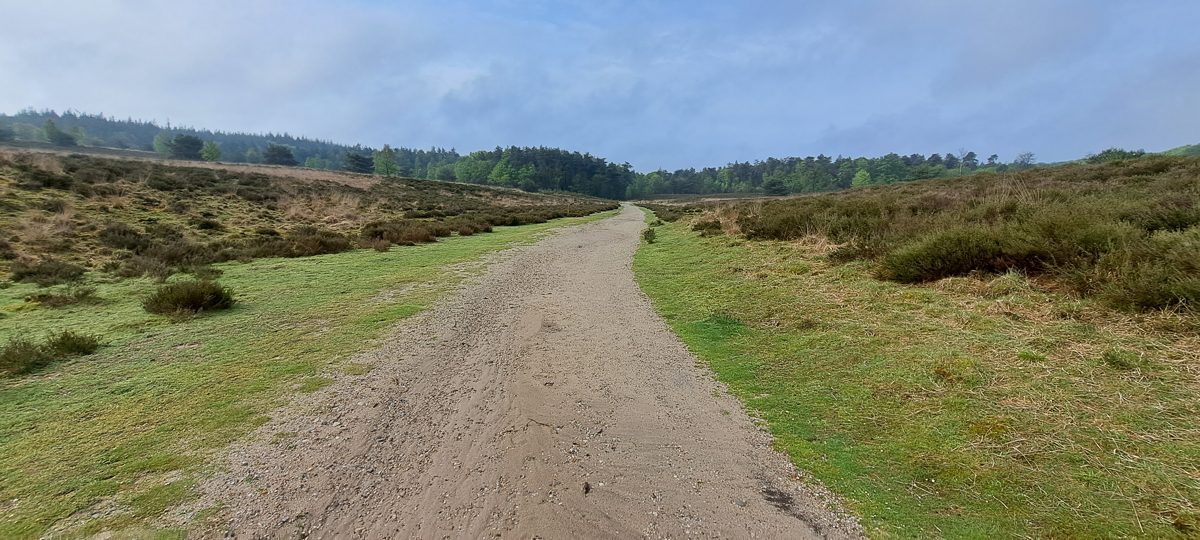 A broad sandy track curving through rolling green heath in the morning