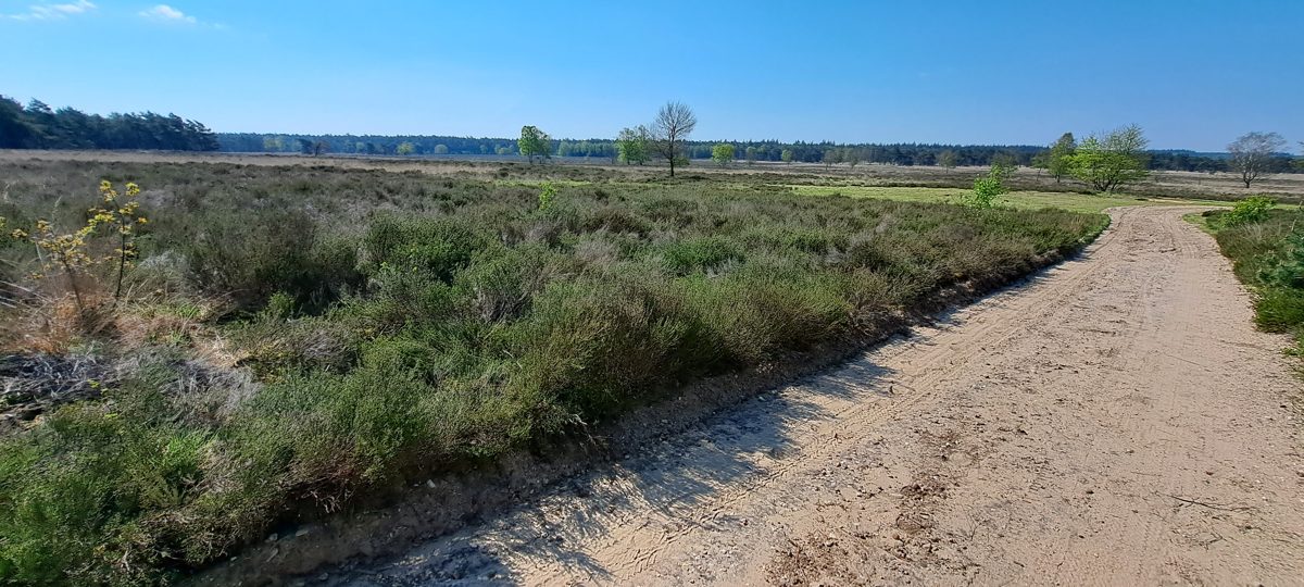 Wide open Veluwe heath with a sandy path running off to the right