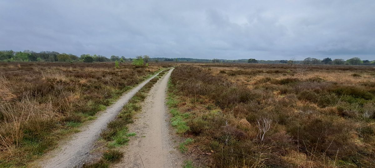 A sandy track winding through heather under a big open sky on the Veluwe