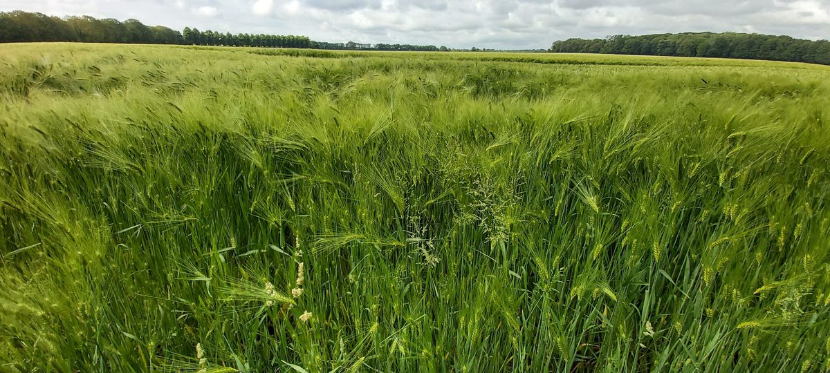 Green early-summer fields beside the Pieterpad