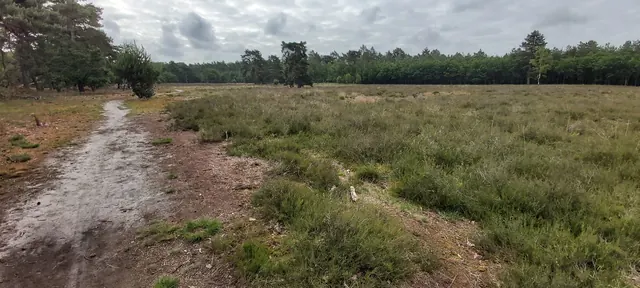 A wet, puddled sandy path winding through open heathland on a grey morning on the Pieterpad.