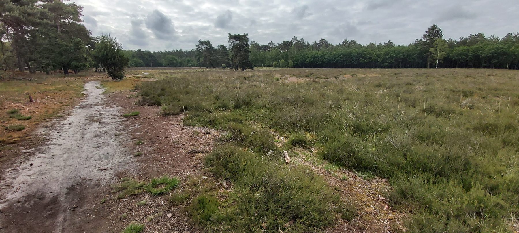 A wet, puddled sandy path winding through open heathland on a grey morning on the Pieterpad.