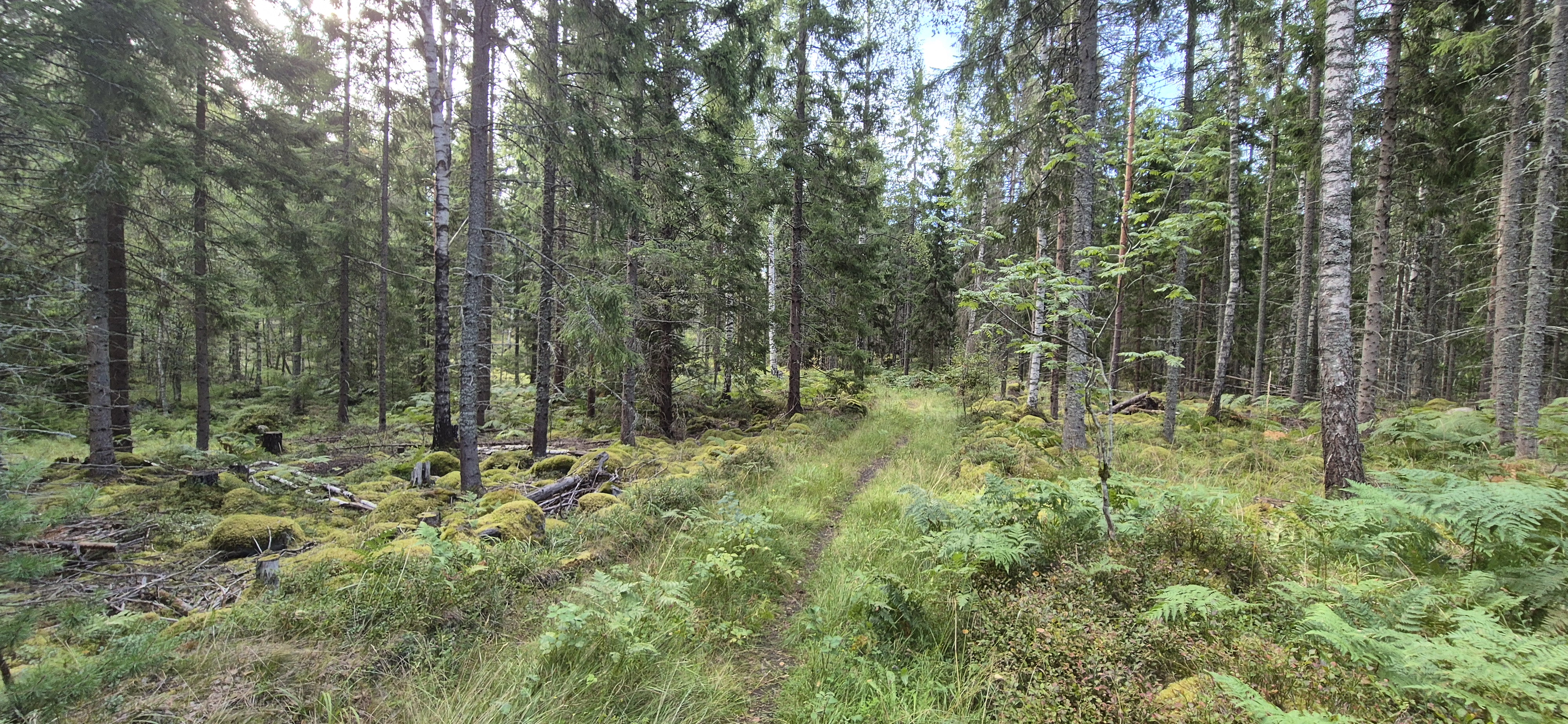 Narrow trail through moss-covered dense spruce forest