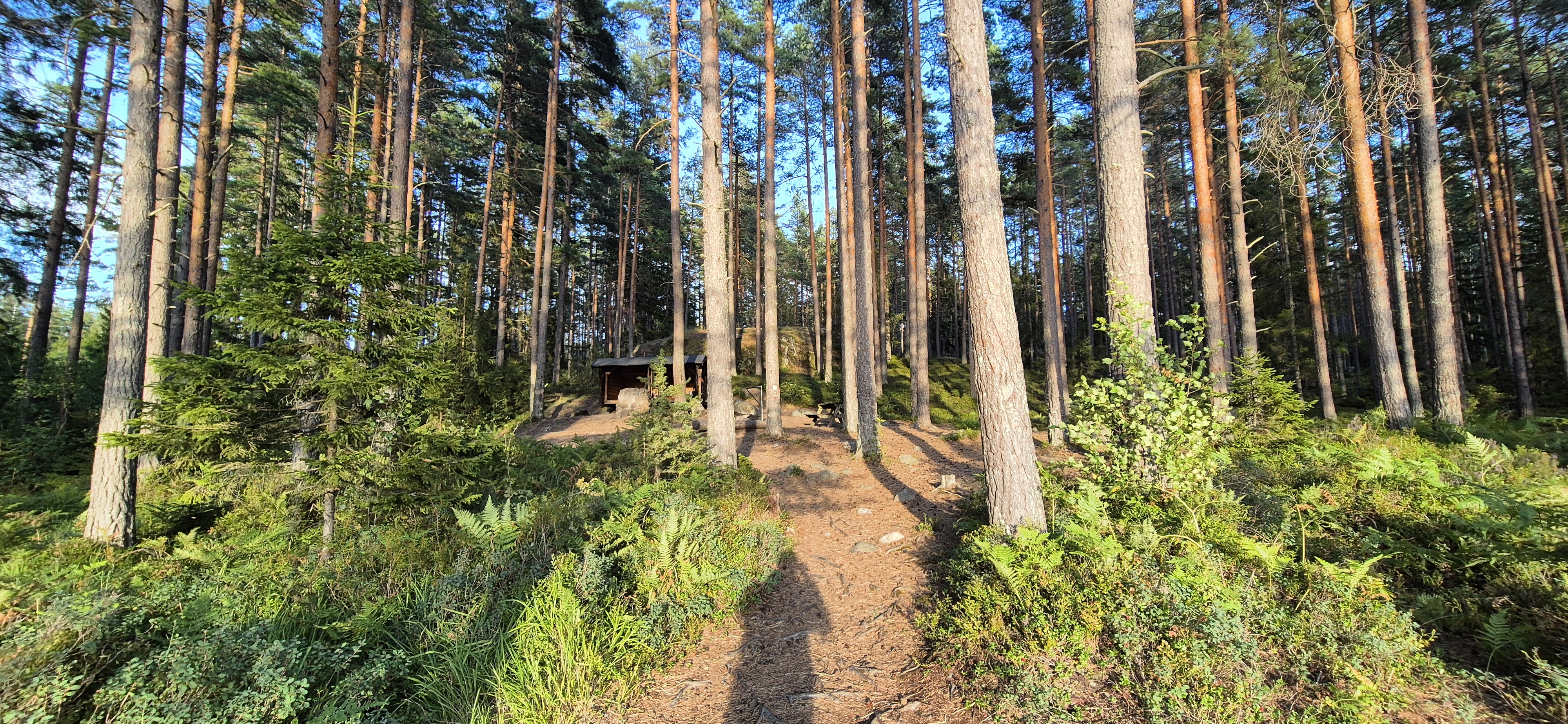 Sandy forest path leading to a log hut in evening pine light