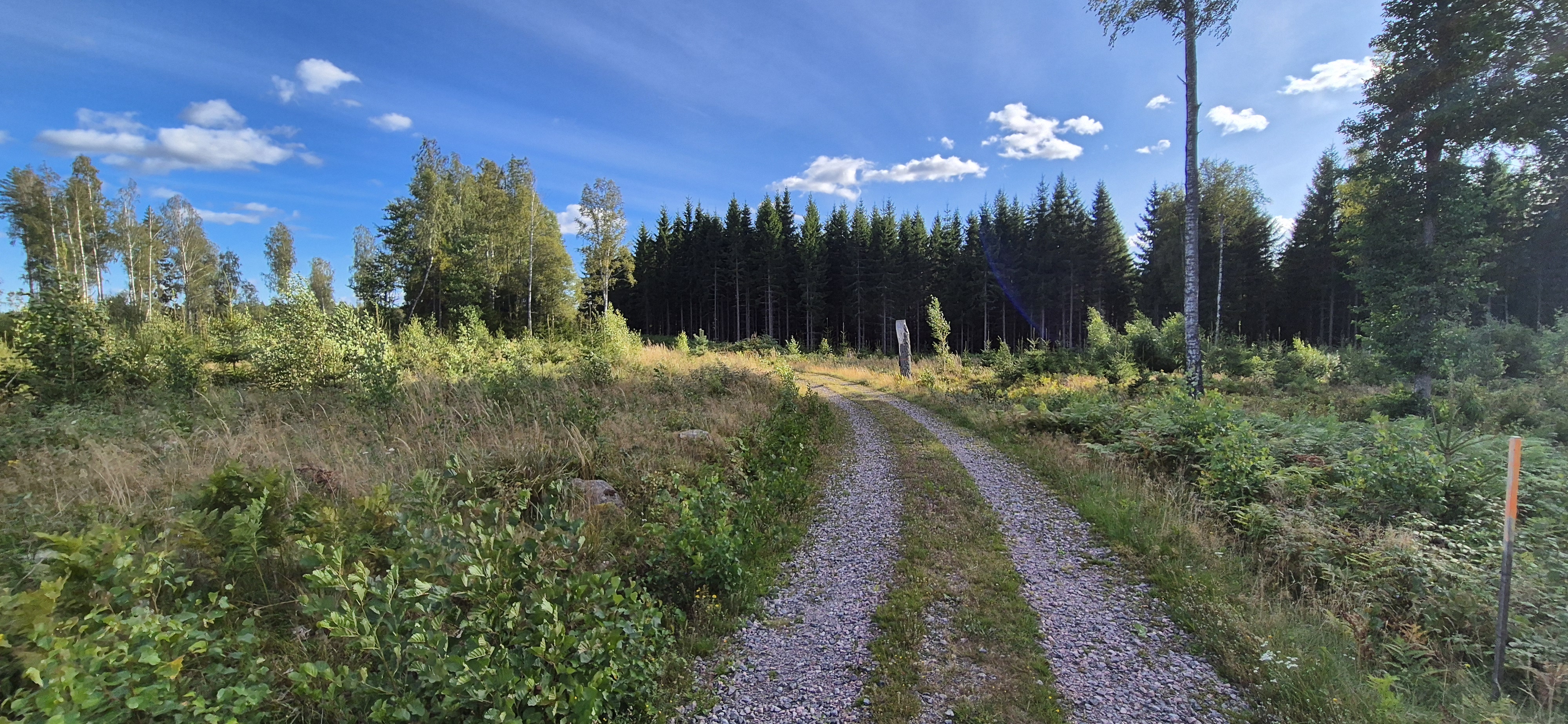 Gravel track leading into dark pine forest on the Sörmlandsleden