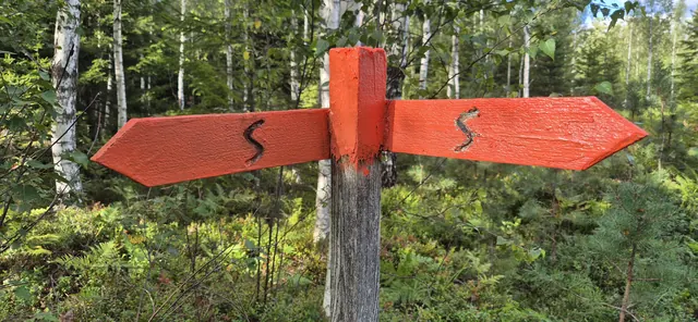 The iconic orange Sörmlandsleden trail sign with double arrows, deep in a Swedish birch and spruce forest.