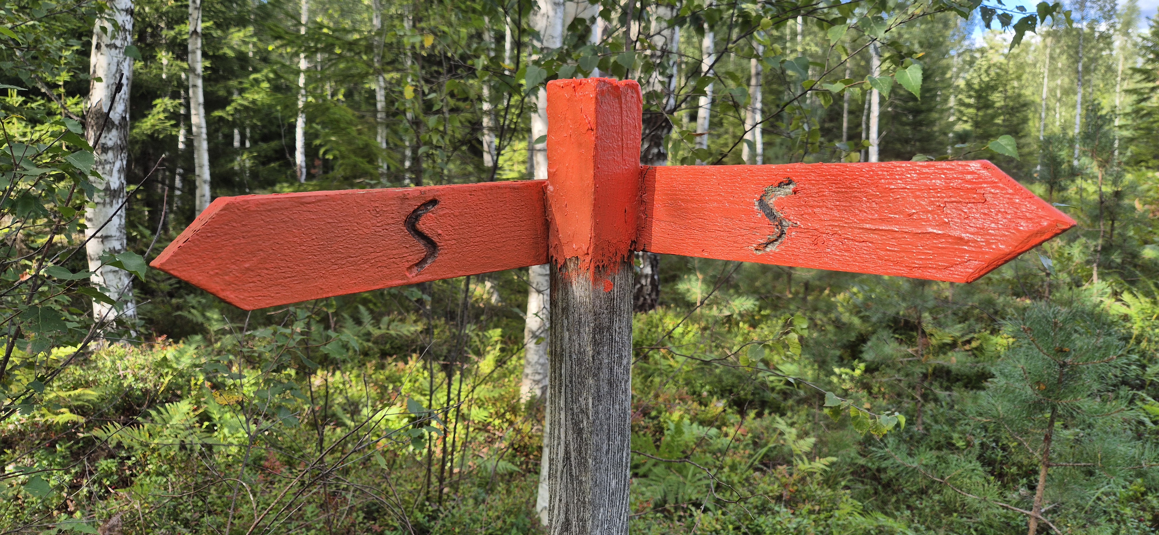 The iconic orange Sörmlandsleden trail sign with double arrows, deep in a Swedish birch and spruce forest.