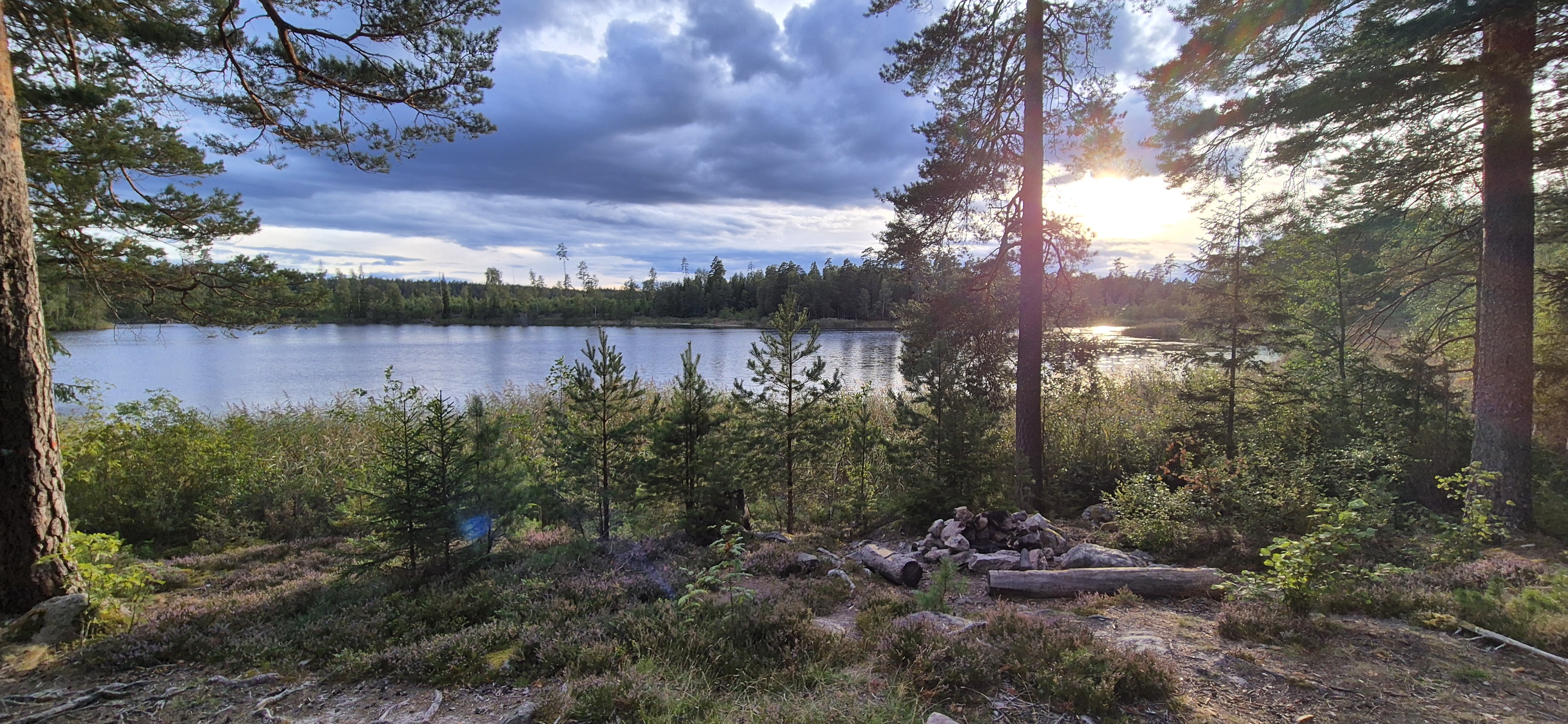 Dramatic lake sunset through pine trees with storm clouds