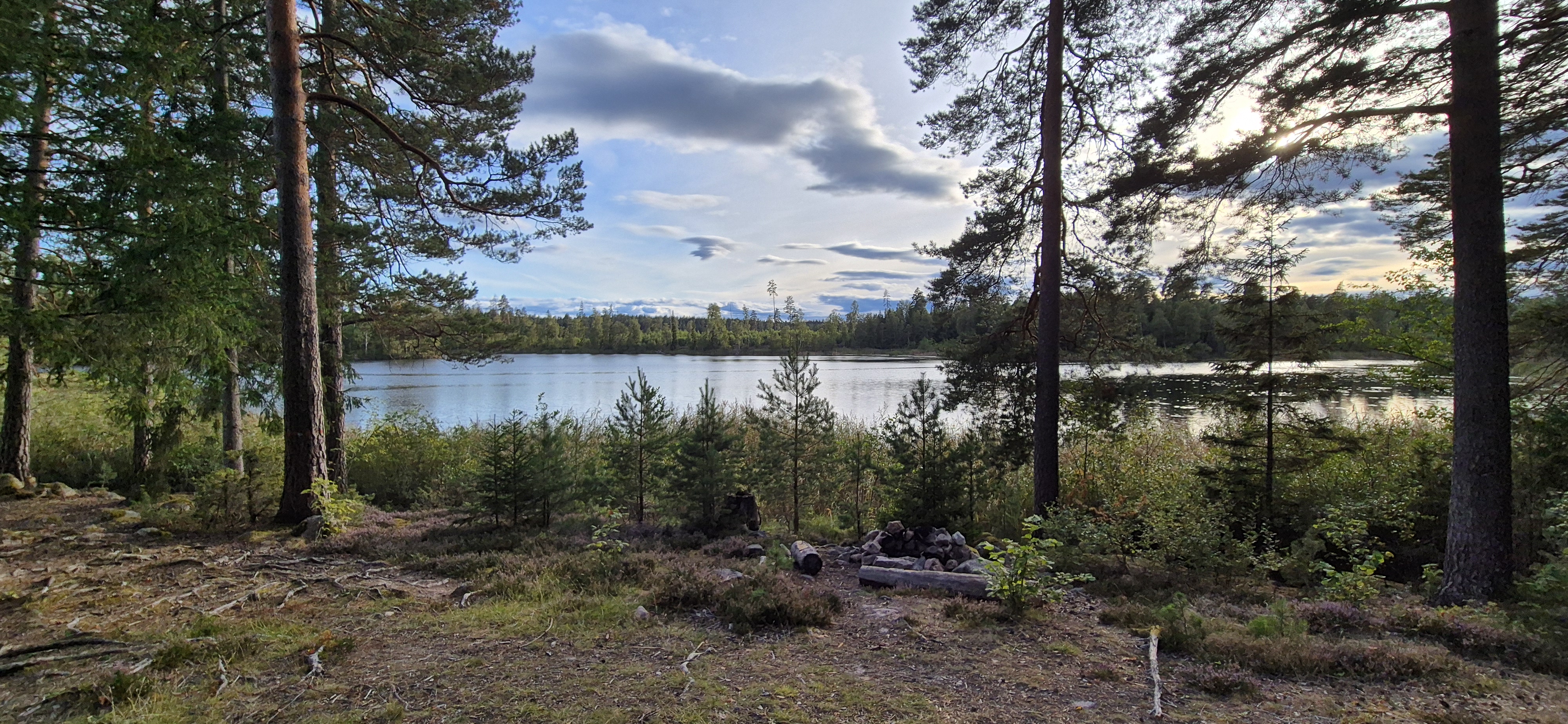 Lake view through pine trees with a campfire spot in the foreground