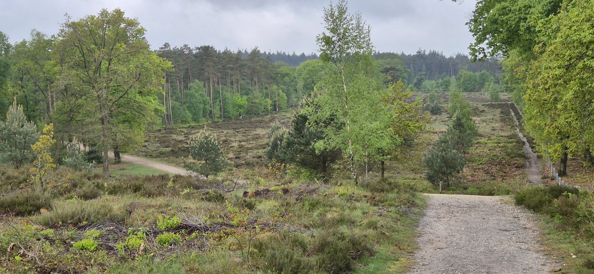 Open heath and birches breaking up the forest on the Veluwe Zoom