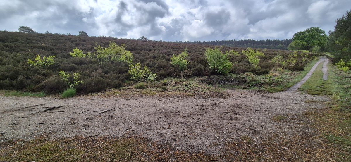 Heather and fresh spring green under a big cloudy Veluwe sky