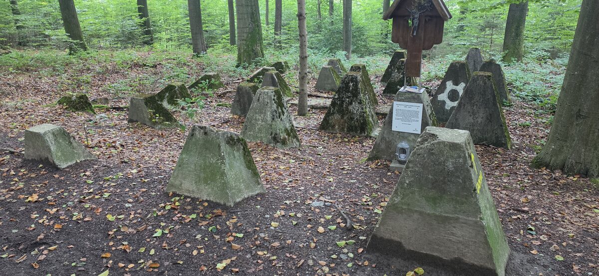 Concrete dragon's teeth of the Westwall between trees in the woods south of Aachen