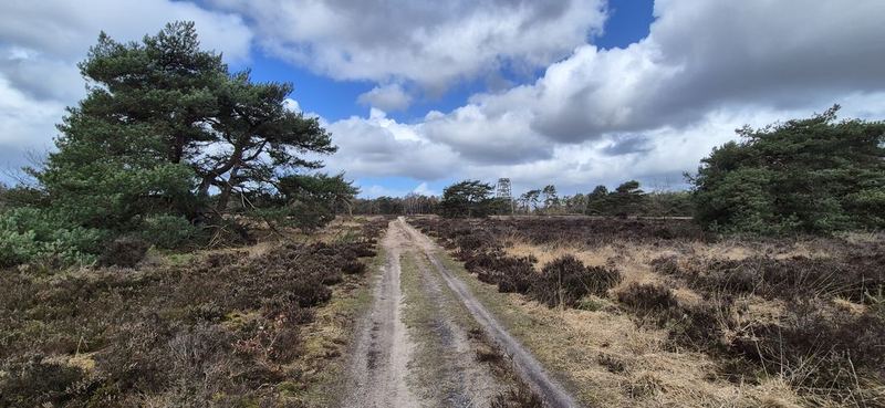 Dutch heathland trail toward a watchtower